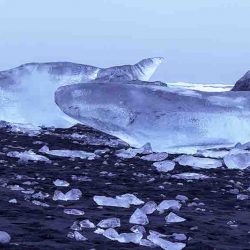 Frozen Whales (13)
